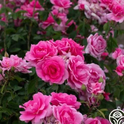 Heirloom Roses Earth Song Sale