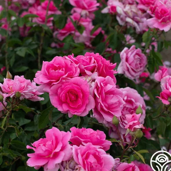 Heirloom Roses Earth Song Sale