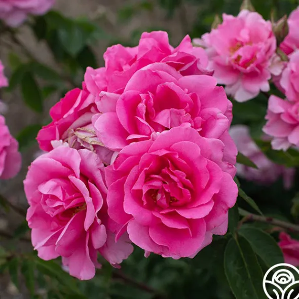 Heirloom Roses Earth Song Sale