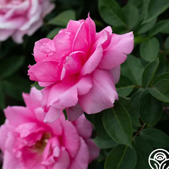 Heirloom Roses Earth Song Sale
