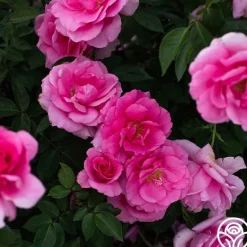 Heirloom Roses Earth Song Sale