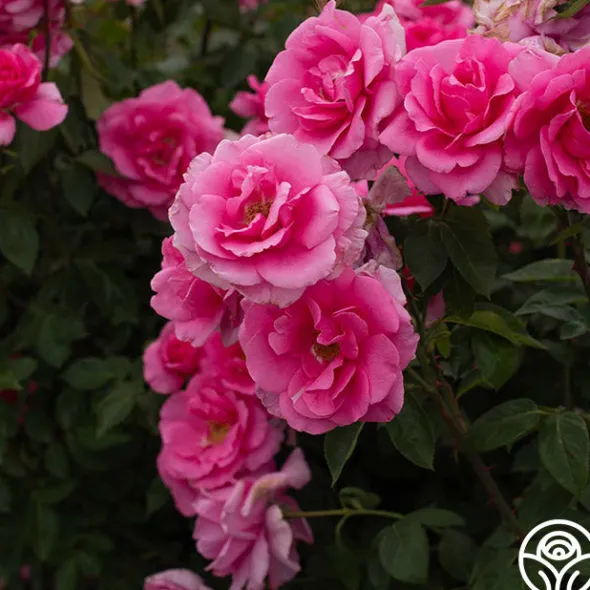 Heirloom Roses Earth Song Sale