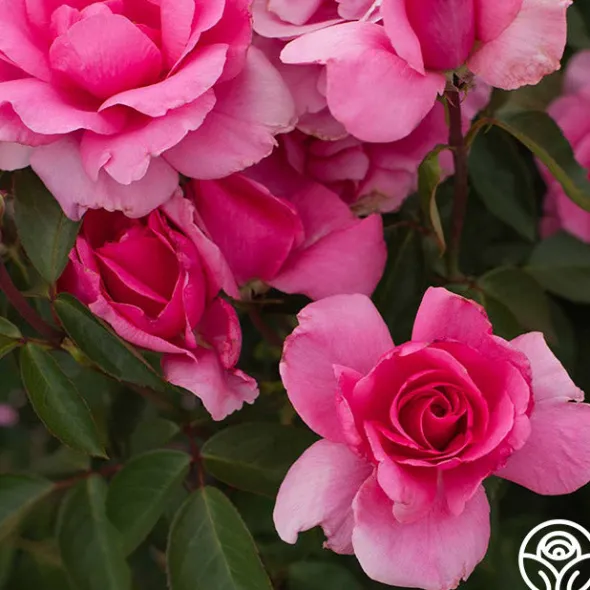 Heirloom Roses Earth Song Sale