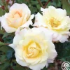 Heirloom Roses Easter Basket™
