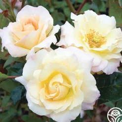Heirloom Roses Easter Basket™