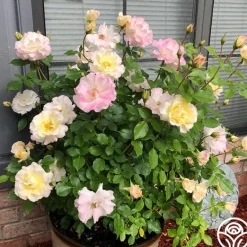 Heirloom Roses Easter Basket™