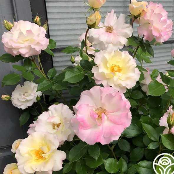 Heirloom Roses Easter Basket™