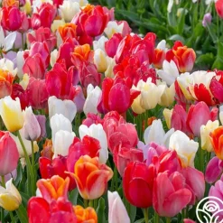 Heirloom Roses Easter Egg Mix Hot
