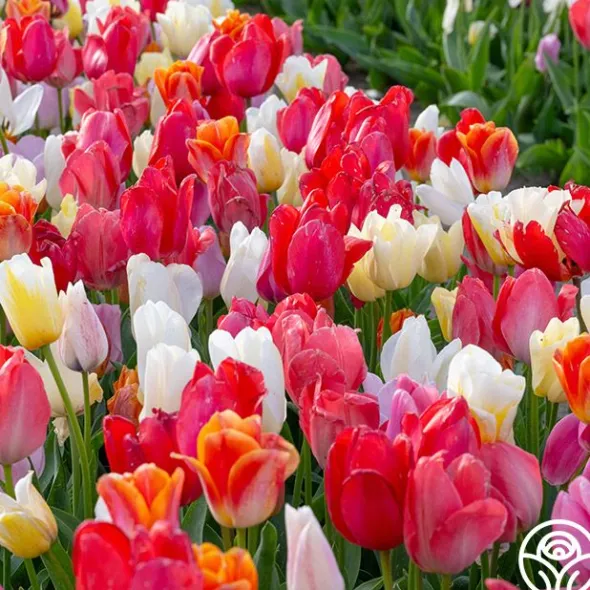 Heirloom Roses Easter Egg Mix Hot