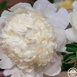 Heirloom Roses Eastern Star Outlet