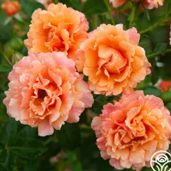 Heirloom Roses Easy Does It™ Sale