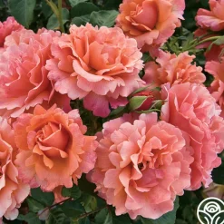 Heirloom Roses Easy Does It™ Sale