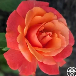 Heirloom Roses Easy Does It™ Sale