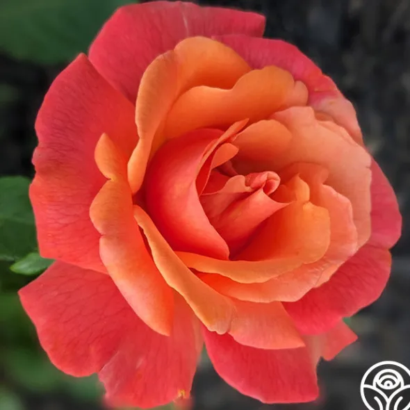 Heirloom Roses Easy Does It™ Sale