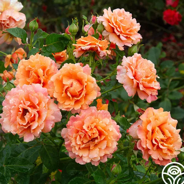 Heirloom Roses Easy Does It™ Sale