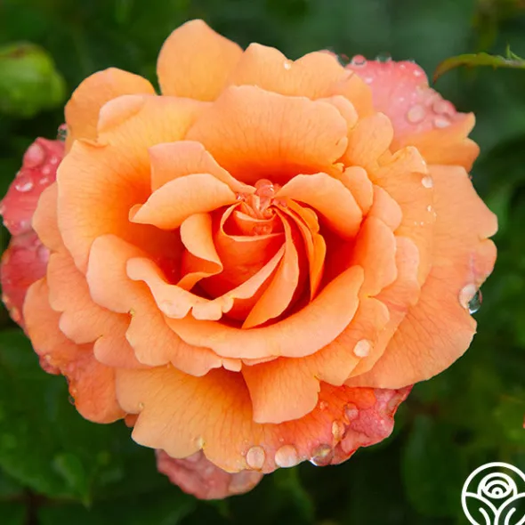 Heirloom Roses Easy Does It™ Sale