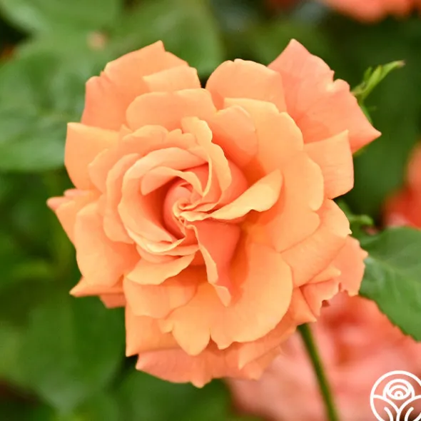 Heirloom Roses Easy Does It™ Sale