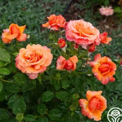 Heirloom Roses Easy Does It™ Sale