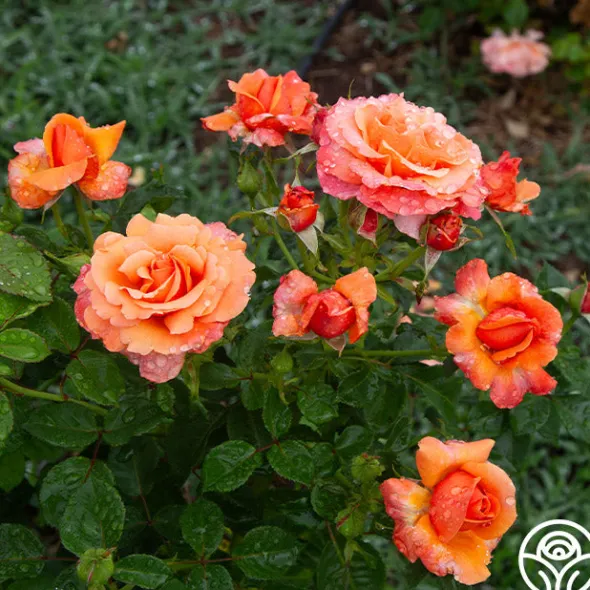 Heirloom Roses Easy Does It™ Sale