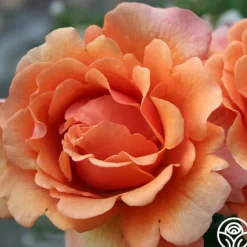 Heirloom Roses Easy Does It™ Sale