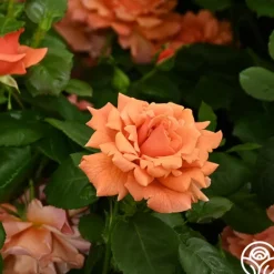 Heirloom Roses Easy Does It™ Sale