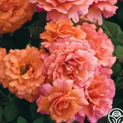 Heirloom Roses Easy Does It™ Sale