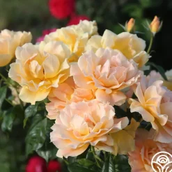 Heirloom Roses Easy Going™ Sale