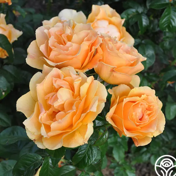 Heirloom Roses Easy Going™ Sale