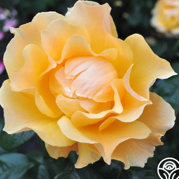 Heirloom Roses Easy Going™ Sale