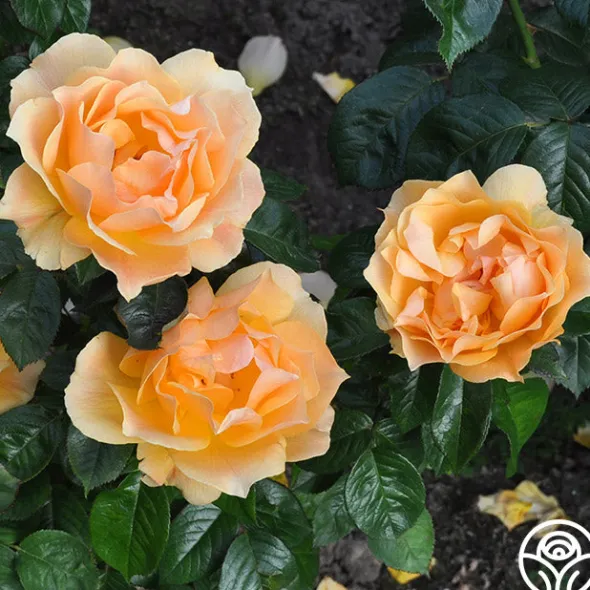 Heirloom Roses Easy Going™ Sale