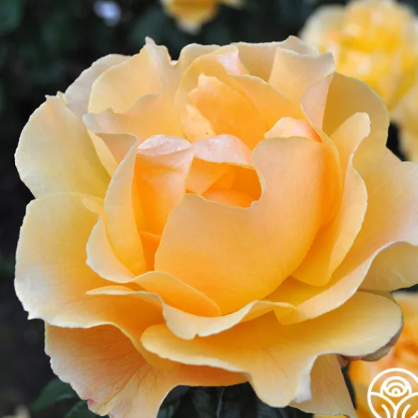 Heirloom Roses Easy Going™ Sale