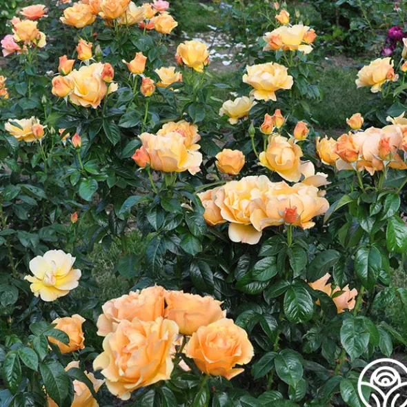 Heirloom Roses Easy Going™ Sale