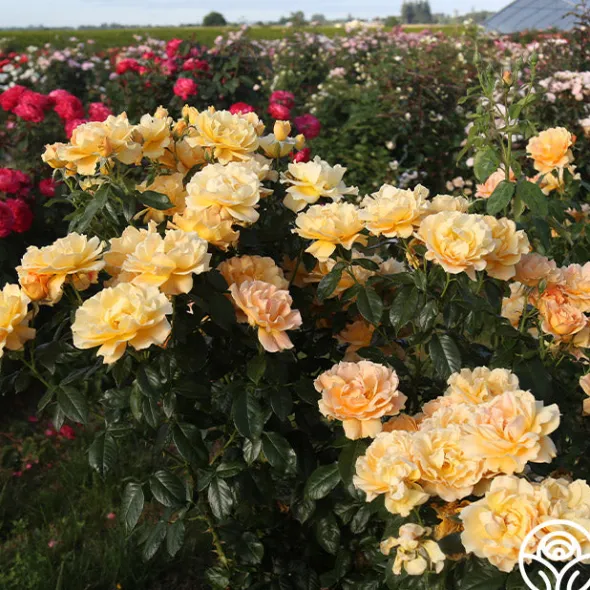 Heirloom Roses Easy Going™ Sale