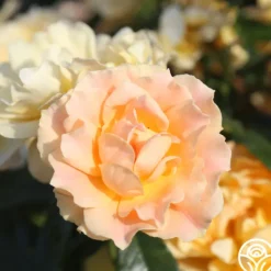 Heirloom Roses Easy Going™ Sale