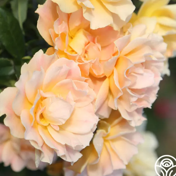 Heirloom Roses Easy Going™ Sale
