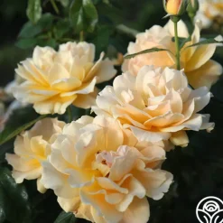 Heirloom Roses Easy Going™ Sale
