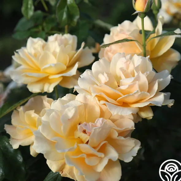 Heirloom Roses Easy Going™ Sale