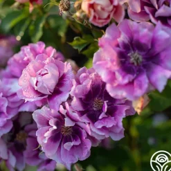 Heirloom Roses Easy On The Eyes™ Hot