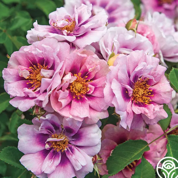 Heirloom Roses Easy On The Eyes™ Hot