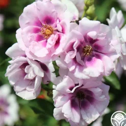 Heirloom Roses Easy On The Eyes™ Hot