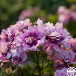 Heirloom Roses Easy On The Eyes™ Hot