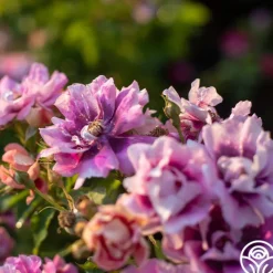 Heirloom Roses Easy On The Eyes™ Hot