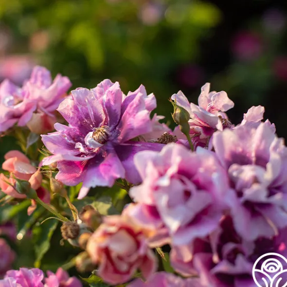 Heirloom Roses Easy On The Eyes™ Hot