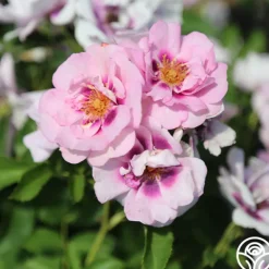 Heirloom Roses Easy On The Eyes™ Hot