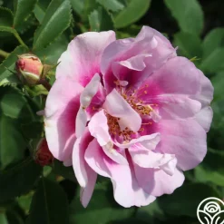 Heirloom Roses Easy On The Eyes™ Hot