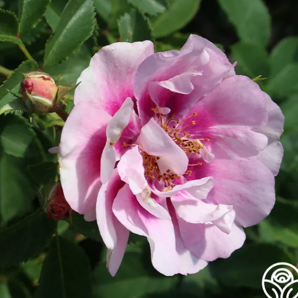 Heirloom Roses Easy On The Eyes™ Hot