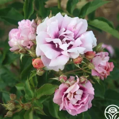 Heirloom Roses Easy On The Eyes™ Hot