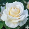 Heirloom Roses Easy Spirit™ Online