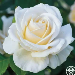 Heirloom Roses Easy Spirit™ Online