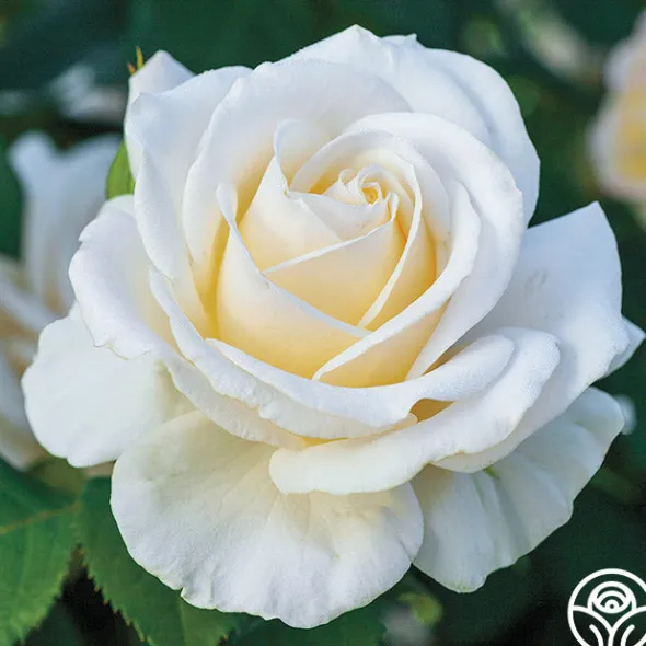 Heirloom Roses Easy Spirit™ Online